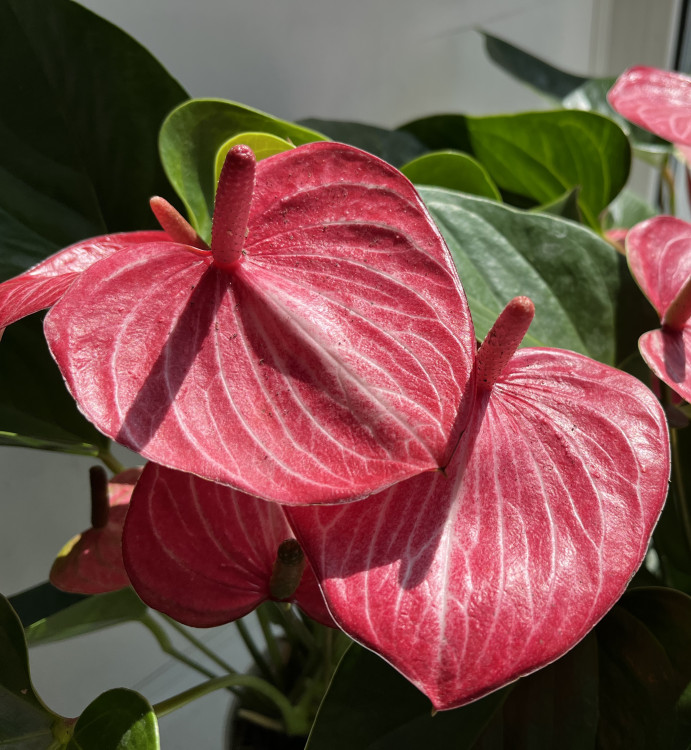 Anthurium Livium Ruby