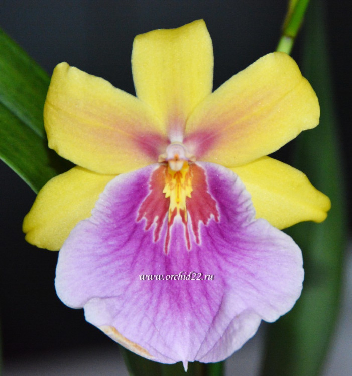 Орхидея Miltonia Sunset Hybriden  