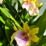 Орхидея Miltonia Sunset Hybriden  