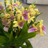 Орхидея Miltonia Sunset Hybriden  