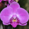 Орхидея Phalaenopsis Atlantis 