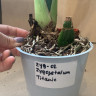Орхидея Zygopetalum Titanic (отцвел, УЦЕНКА) 