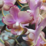 Орхидея Phal. Perfume Diffusion mutation, multiflora (отцвел, РЕАНИМАШКА)