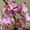 Орхидея Phal. Perfume Diffusion mutation, multiflora (отцвел, РЕАНИМАШКА)