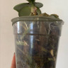 Орхидея Phal. Perfume Diffusion mutation, multiflora (отцвел, РЕАНИМАШКА)