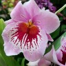 Орхидея Miltonia hybrid