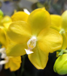 Орхидея Phalaenopsis Sogo Meili, multiflora (отцвел)