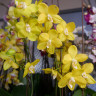 Орхидея Phalaenopsis Sogo Meili, multiflora (отцвел)