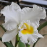 Орхидея Cattleya White with Yellow lip (сеянцы)