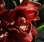 Орхидея Cymbidium (деленка без цветов)
