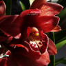 Орхидея Cymbidium (деленка без цветов)