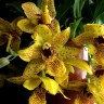 Орхидея Promenaea Sunlight (отцвела)