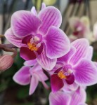Орхидея Phalaenopsis, mini  