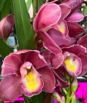Орхидея Cymbidium 