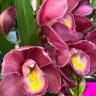 Орхидея Cymbidium 