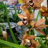Орхидея Cymbidium 