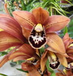Орхидея Cymbidium 