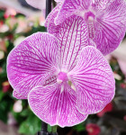 Орхидея Phalaenopsis Big Lip (цветет, РЕАНИМАШКА)     