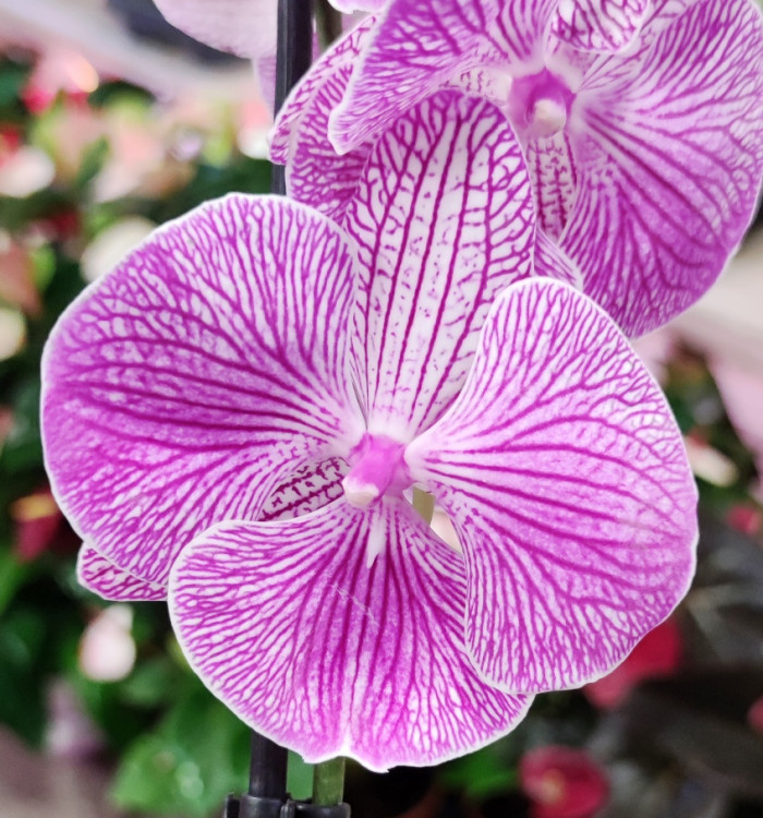 Орхидея Phalaenopsis Big Lip (цветет, РЕАНИМАШКА)     
