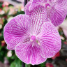 Орхидея Phalaenopsis Big Lip (цветет, РЕАНИМАШКА)     