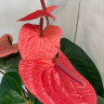 Anthurium Casanova (деленка без цветов)