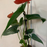 Anthurium Casanova (деленка без цветов)