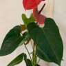 Anthurium Casanova (деленка без цветов)