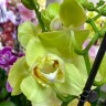 Орхидея Phalaenopsis Ferrara peloric (цветет, УЦЕНКА)