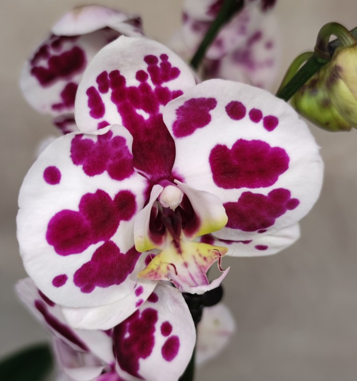 Орхидея Phalaenopsis Spilled Ink (отцвел)