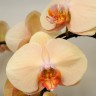 Орхидея Phalaenopsis Lady Marmelade (отцвел)
