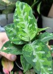 Aglaonema Pictus Tricolor (детка) 