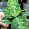 Aglaonema Pictus Tricolor (детка) 
