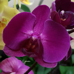 Орхидея Phalaenopsis Stellenbosch 