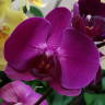 Орхидея Phalaenopsis Stellenbosch 