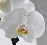 Орхидея Phalaenopsis Serena (отцвёл, УЦЕНКА)
