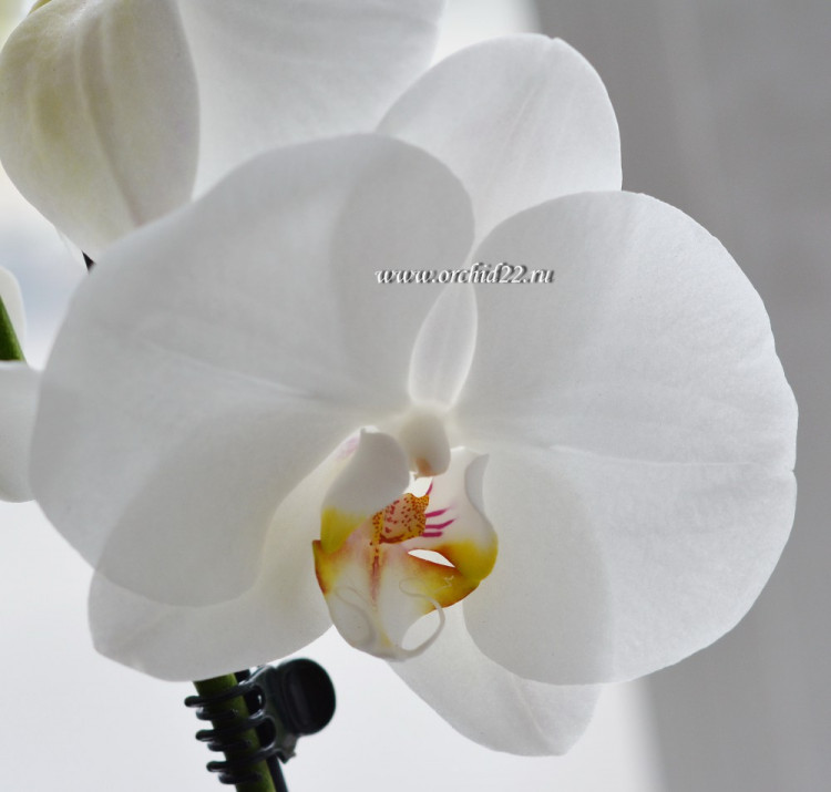 Орхидея Phalaenopsis Serena (отцвёл, УЦЕНКА)