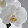 Орхидея Phalaenopsis Serena (отцвёл, УЦЕНКА)