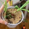 Орхидея Zygopetalum hybrid (отцвел, УЦЕНКА) 
