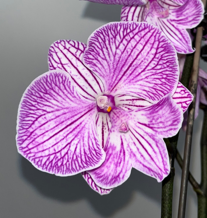 Орхидея Phalaenopsis Big Lip 