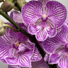 Орхидея Phalaenopsis Big Lip 