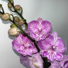 Орхидея Phalaenopsis Big Lip 