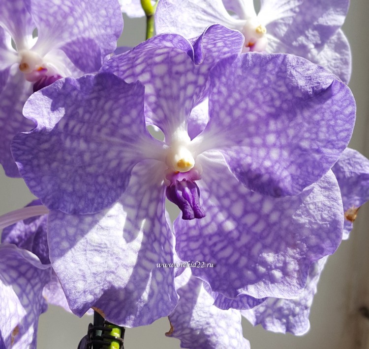 Орхидея V. Pats Delight Blue Wax x V.coerulea (отцвела)