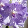 Орхидея V. Pats Delight Blue Wax x V.coerulea (отцвела)