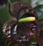 Anthurium Black Queen (отцвел)