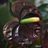Anthurium Black Queen (отцвел)