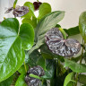 Anthurium Black Queen (отцвел)