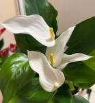 Anthurium Lili white (отцвел) 