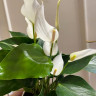 Anthurium Lili white (отцвел) 