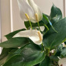 Anthurium Lili white (отцвел) 