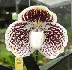 Орхидея Paphiopedilum godefroyae (отцвёл)